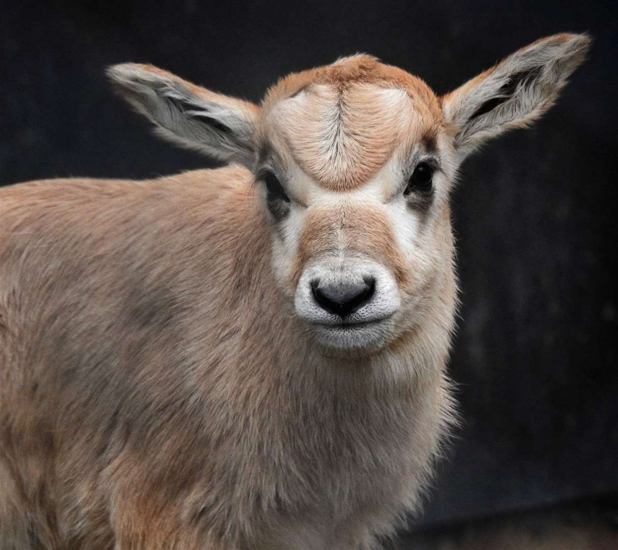 Africa Alive's new baby addax who was born on December 19. Picture: Africa Alive Reserve
