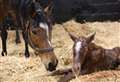 New foal born to Suffolk superstar sire 