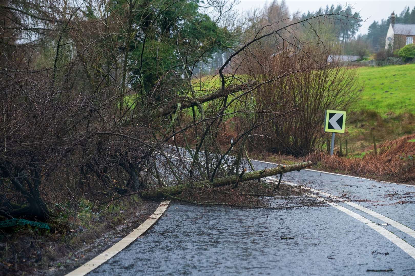More than 100 reports of fallen trees came in to Suffolk Highways yesterday. Picture: iStock