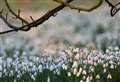 Gardens: Four of the best local places to see snowdrops