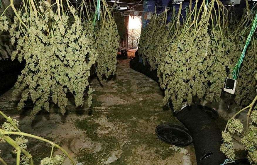 Six men have been charged after police discovered a cannabis factory in Ipswich. Picture: Suffolk Police