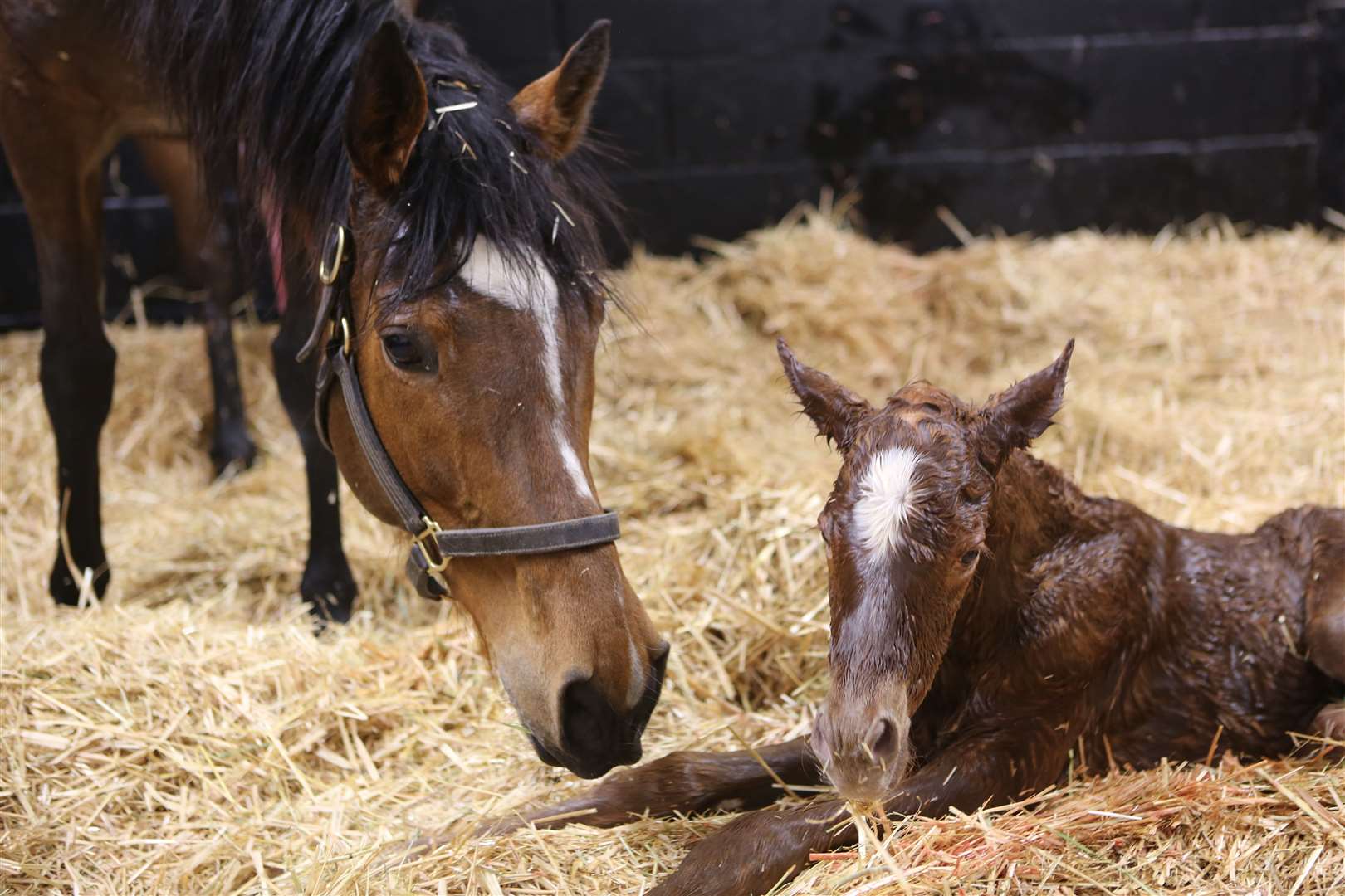 Dual Arc heroine Enable with her second foal, born on Saturday