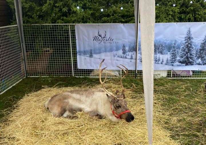 An image of one of the reindeer at Elveden Estate. Picture: Kelly Walker
