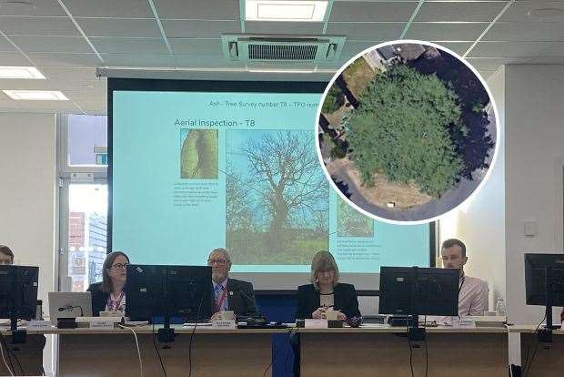 Ipswich Borough Council have approved works on historic trees in Gorsehayes and Tuddenham Road. Picture: Ipswich Borough Council