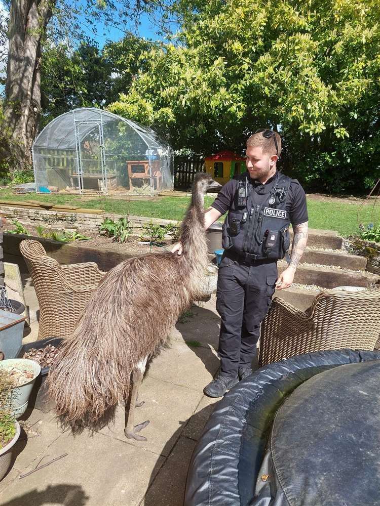 Rodney the emu, was found a mile away from his Chedburgh home. Picture: SWNS