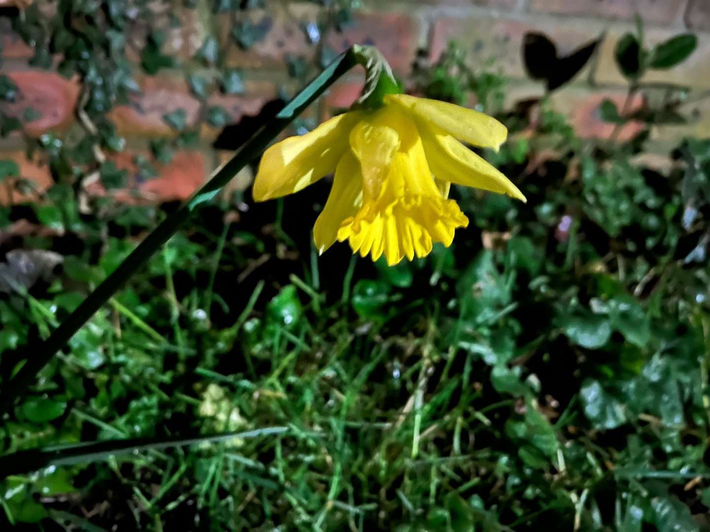 Colin Green snapped this photo of a daffodil in his Moreton Hall garden in Bury St Edmunds on Tuesday. Picture: Colin Green