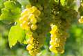 Food & drink: My somewhat unfashionable love affair is with . . . Riesling