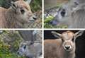 Suffolk wildlife reserve announces birth of critically endangered calf
