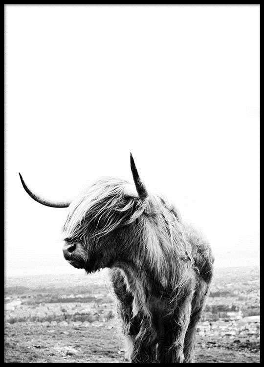 Highland cow poster (37187953)