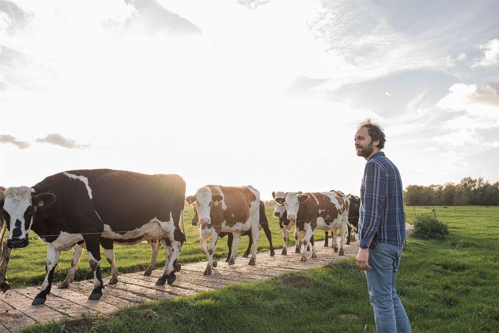 Jonny Crickmore with his free-ranging Montbeliarde cows. Picture: Fen Farm Dairy