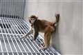 Scientists in China report cloned rhesus monkey has survived for two years