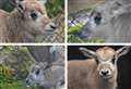 Suffolk zoo names new critically endangered calf